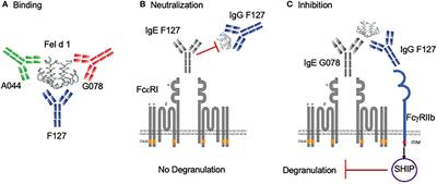 On the role of allergen-specific IgG subclasses for blocking human basophil activation